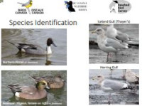 Image of E-book Water Bird Species Identification
