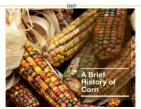 E-book A Brief History of Corn