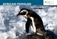 E-book African Penguin