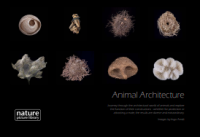 E-book Animal Architecture