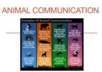 E-book Animal Communication