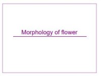 E-book Morphology of Flower